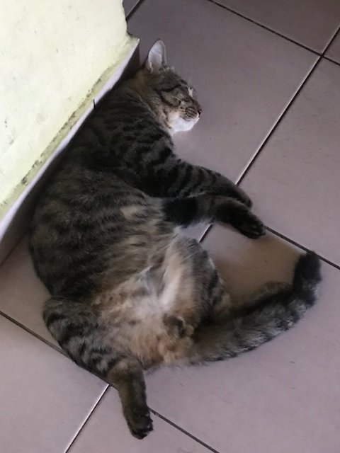 Belang - Domestic Short Hair + Manx Cat