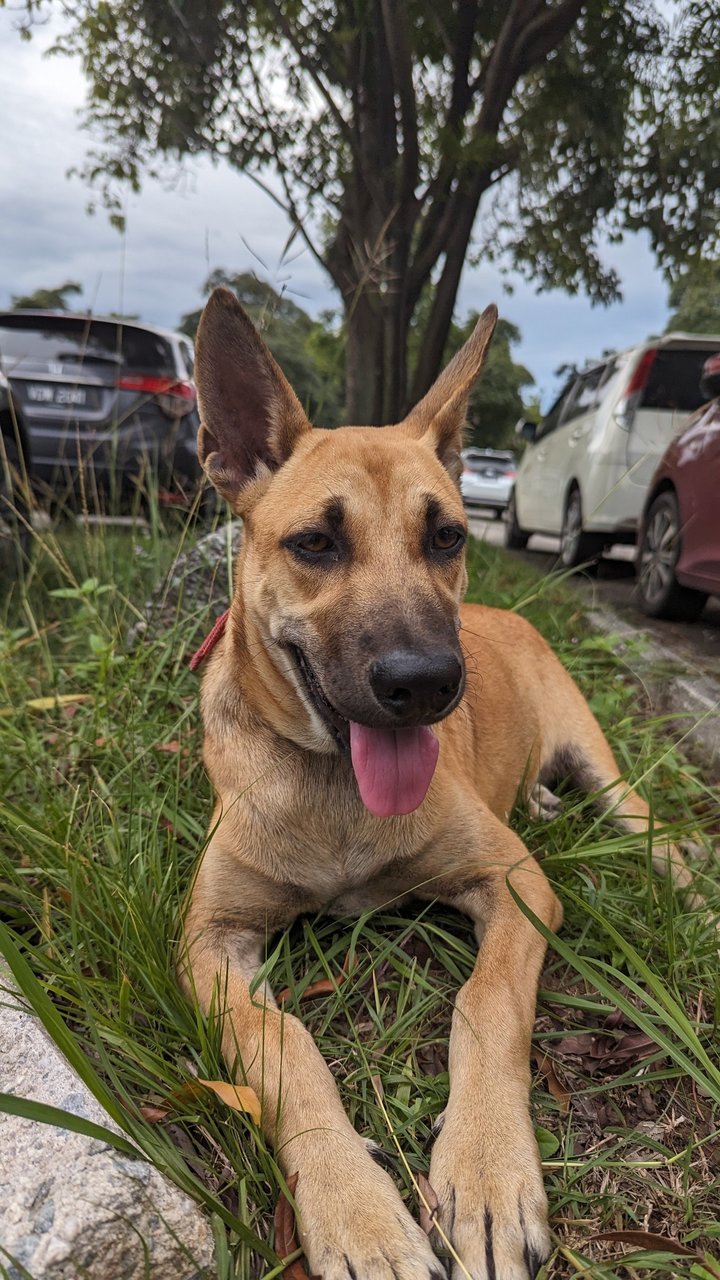 Buddy - Belgian Shepherd Malinois Mix Dog