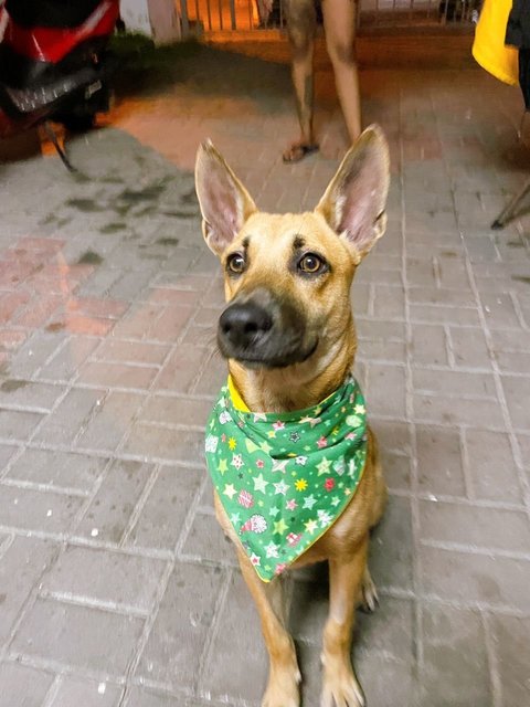 Buddy - Belgian Shepherd Malinois Mix Dog