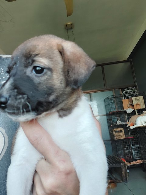 Boongboong - Mixed Breed Dog