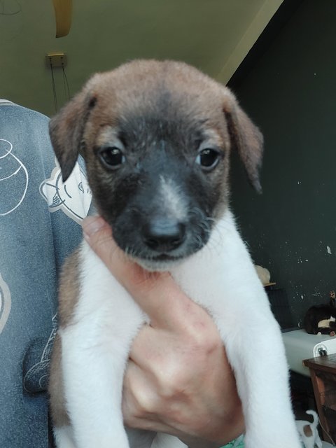 Boongboong - Mixed Breed Dog