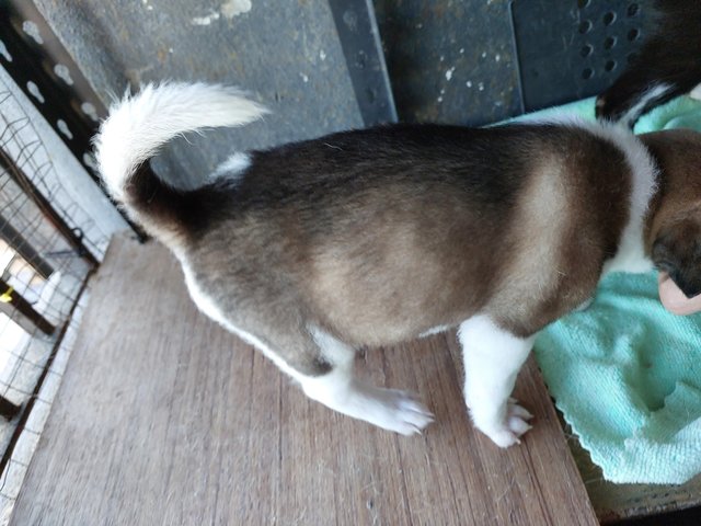 Boongboong - Mixed Breed Dog