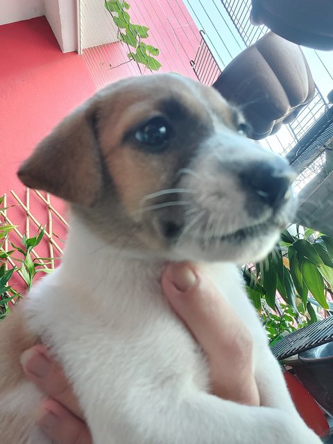 Didi - Mixed Breed Dog