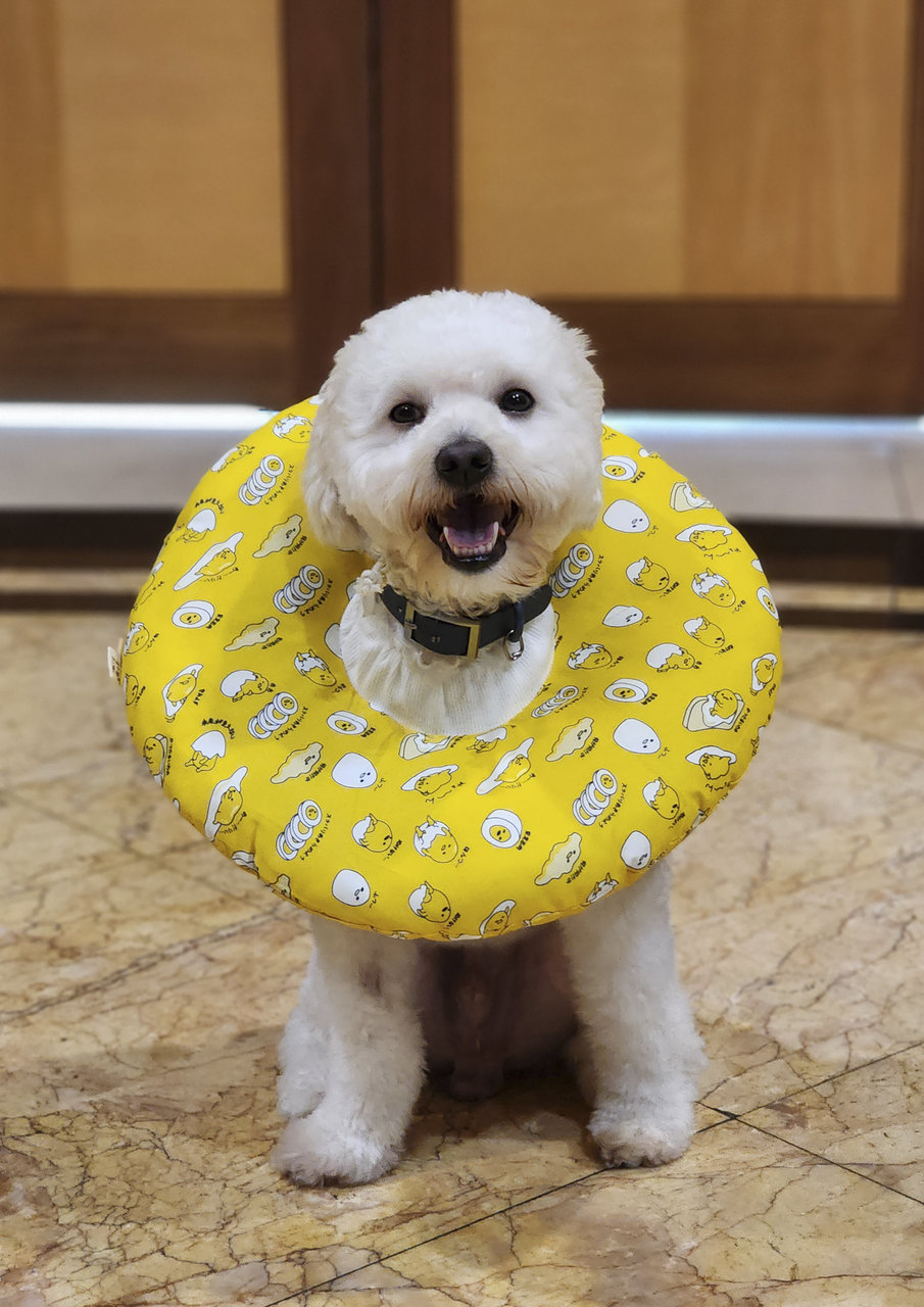 Buffy - Poodle + Golden Retriever Dog