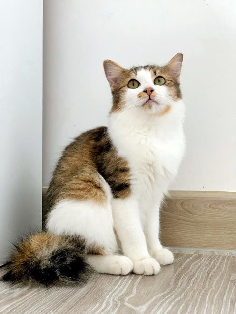 Belle - Domestic Medium Hair Cat