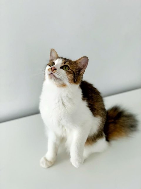 Belle - Domestic Medium Hair Cat