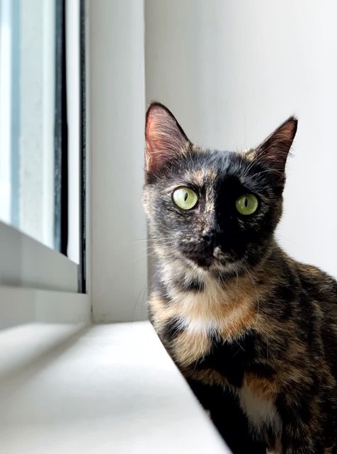 Crystal - Domestic Short Hair Cat