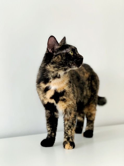 Crystal - Domestic Short Hair Cat