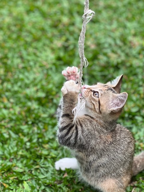 Cleopetra - Domestic Short Hair Cat