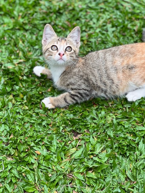 Cleopetra - Domestic Short Hair Cat