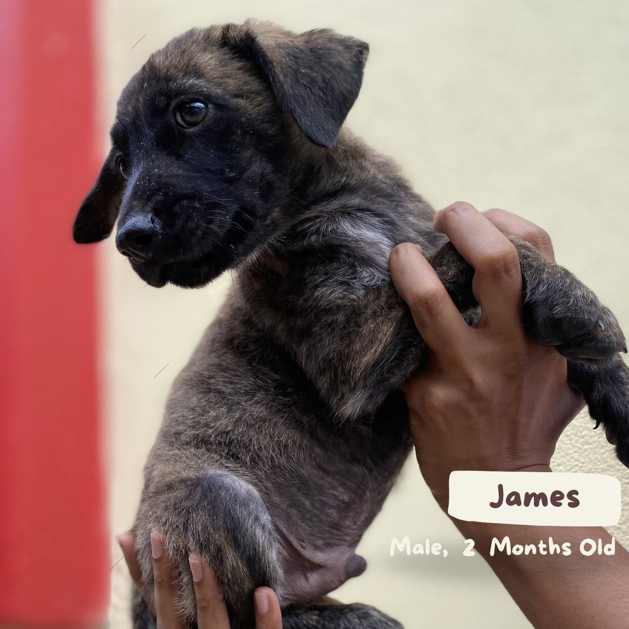 James - Mixed Breed Dog