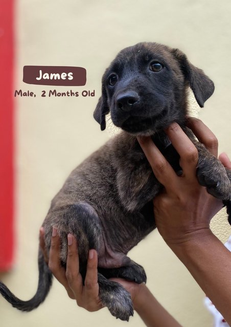 James - Mixed Breed Dog