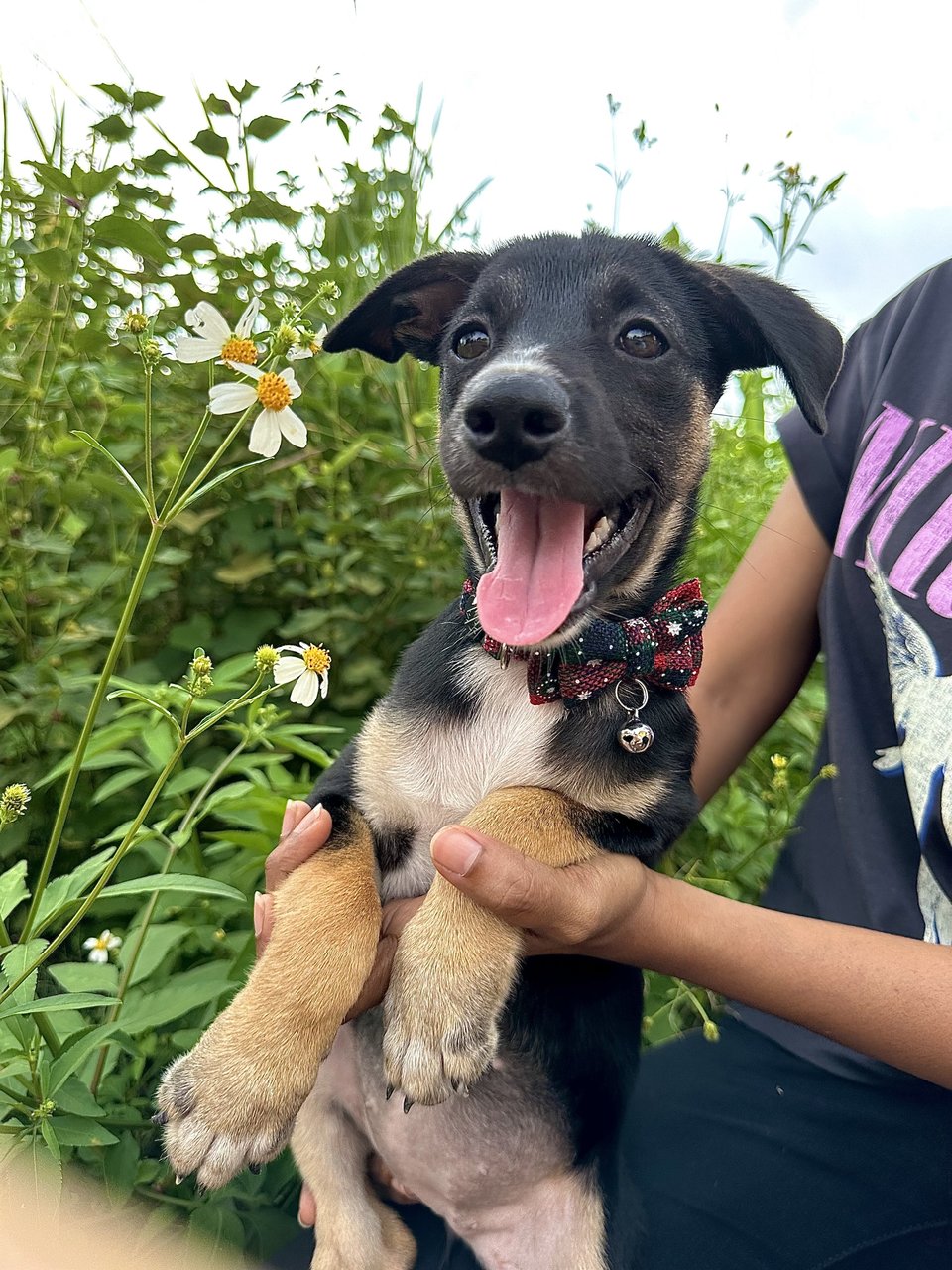 Zoey - Mixed Breed Dog