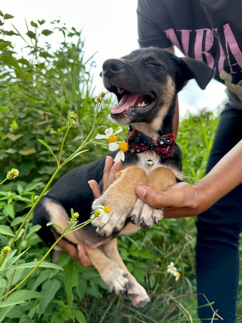 Zoey - Mixed Breed Dog