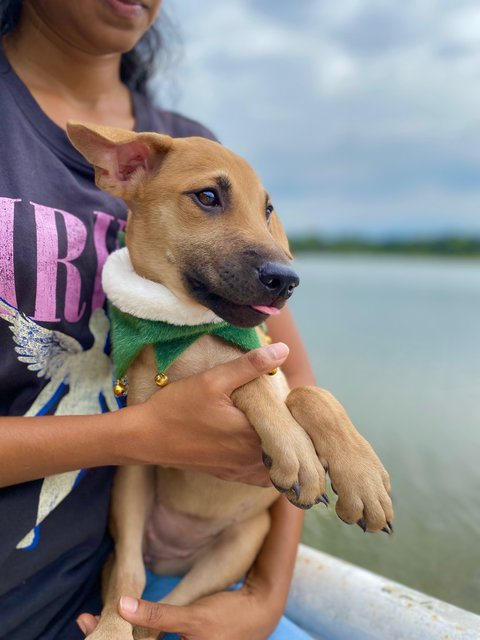 Yuna - Mixed Breed Dog