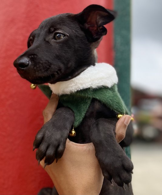 Bronny - Mixed Breed Dog