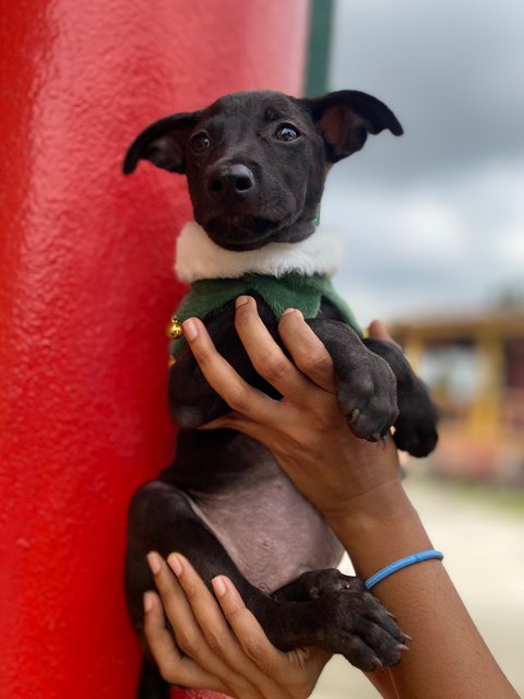 Bronny - Mixed Breed Dog