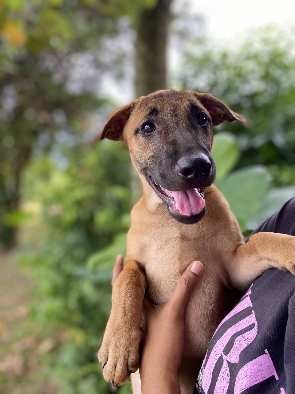 Akiyo - Mixed Breed Dog