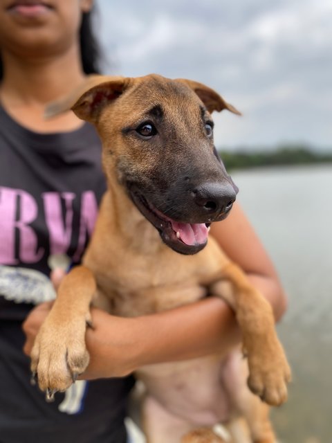 Akiyo - Mixed Breed Dog