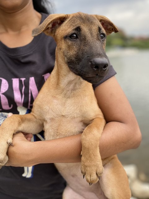 Akiyo - Mixed Breed Dog