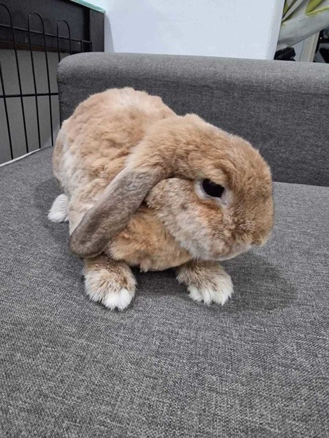 Lulu &amp; Lucky - Dwarf Rabbit