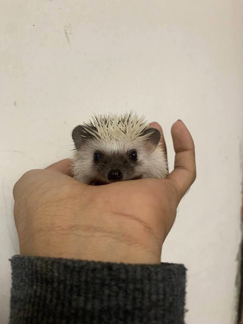 Triple Hoglets - Hedgehog Small & Furry