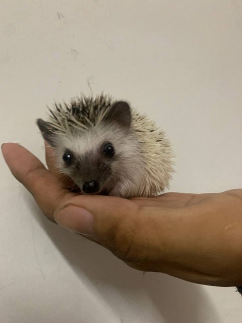 Triple Hoglets - Hedgehog Small & Furry