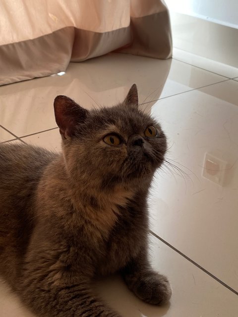 Mimi - Persian + Tortoiseshell Cat