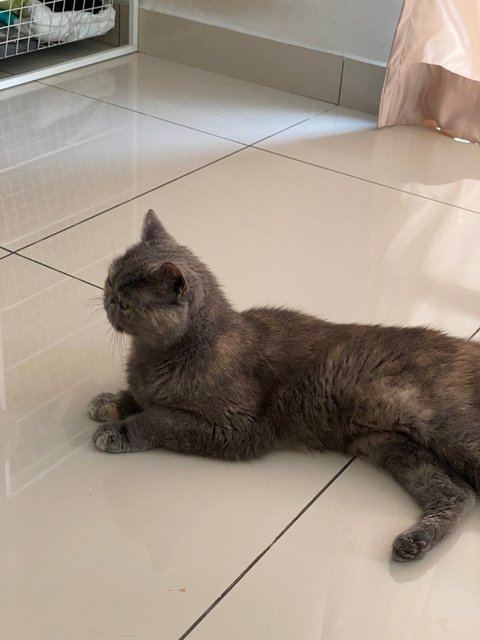 Mimi - Persian + Tortoiseshell Cat