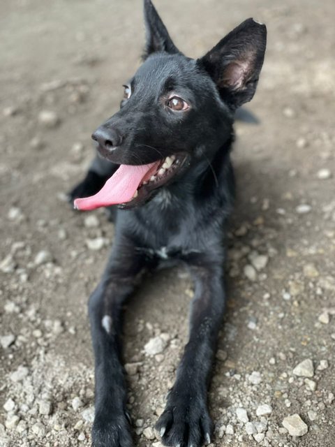 Becky - Mixed Breed Dog