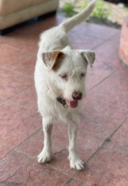 Yuki - Terrier Mix Dog