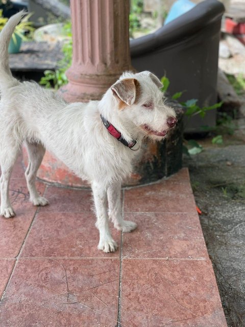 Yuki - Terrier Mix Dog