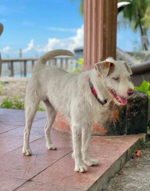 Yuki - Terrier Mix Dog