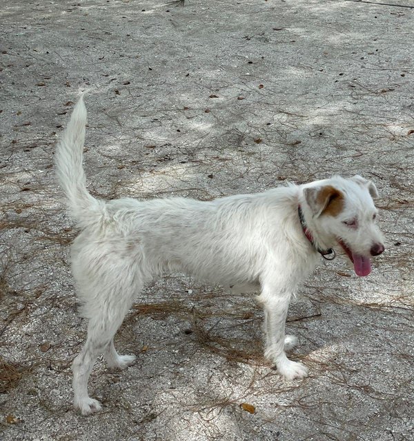 Yuki - Terrier Mix Dog