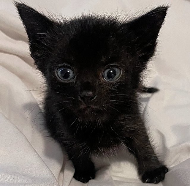 Morbius - Domestic Medium Hair + Maine Coon Cat