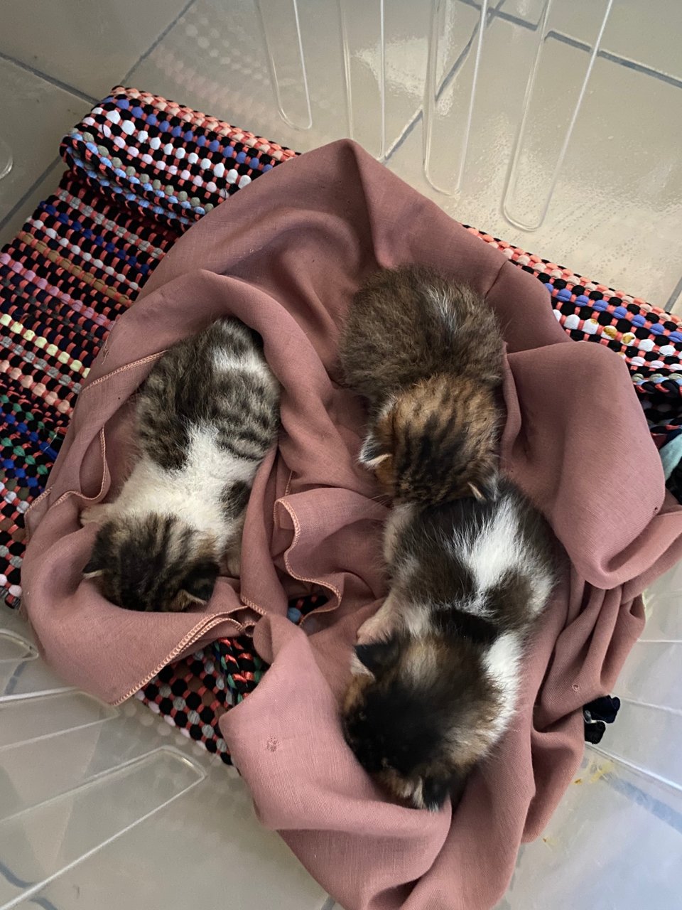 Kittens - Domestic Short Hair + Tabby Cat