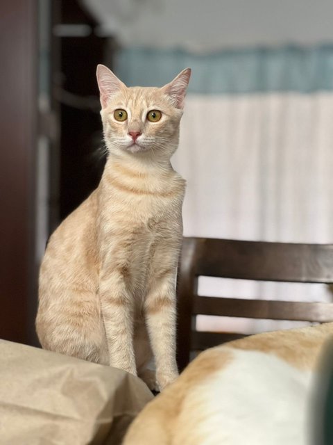 Oyen - Domestic Short Hair Cat