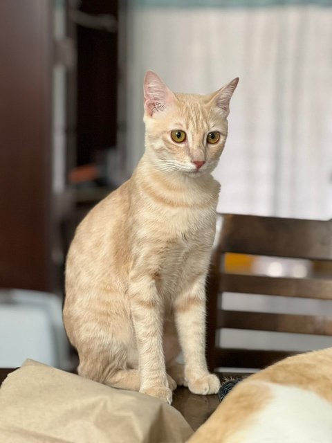 Oyen - Domestic Short Hair Cat