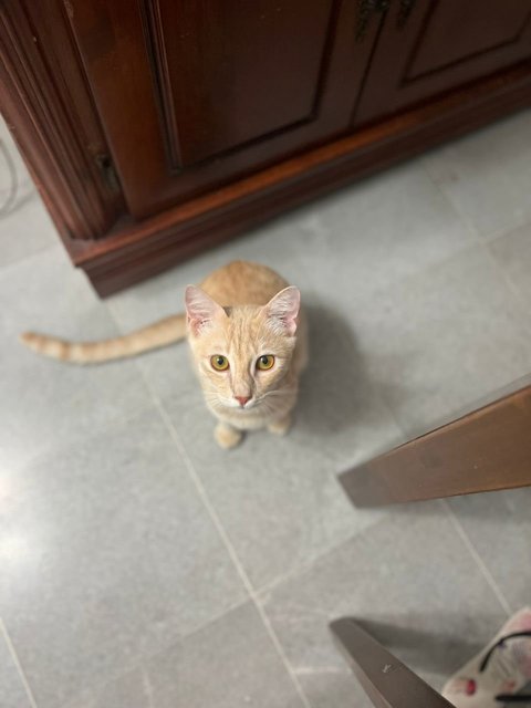 Oyen - Domestic Short Hair Cat