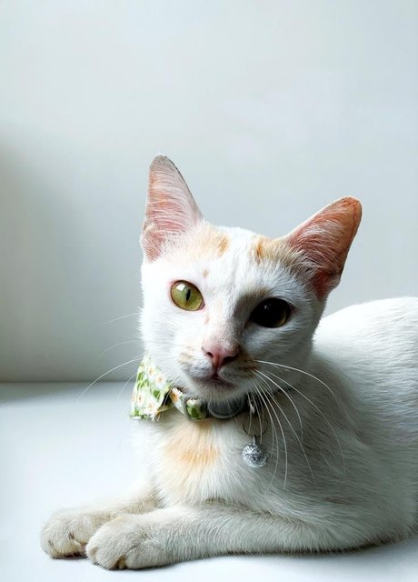 Petal - Domestic Short Hair Cat