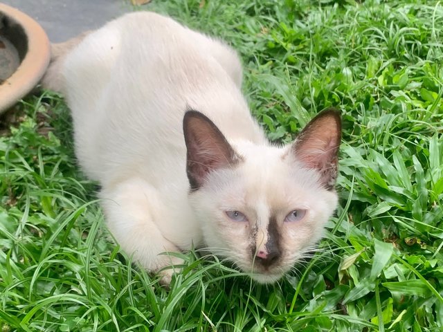 Cash - Domestic Short Hair Cat