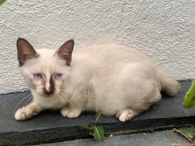 Cash - Domestic Short Hair Cat