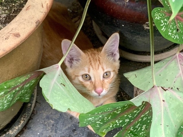 Debit - Domestic Short Hair Cat