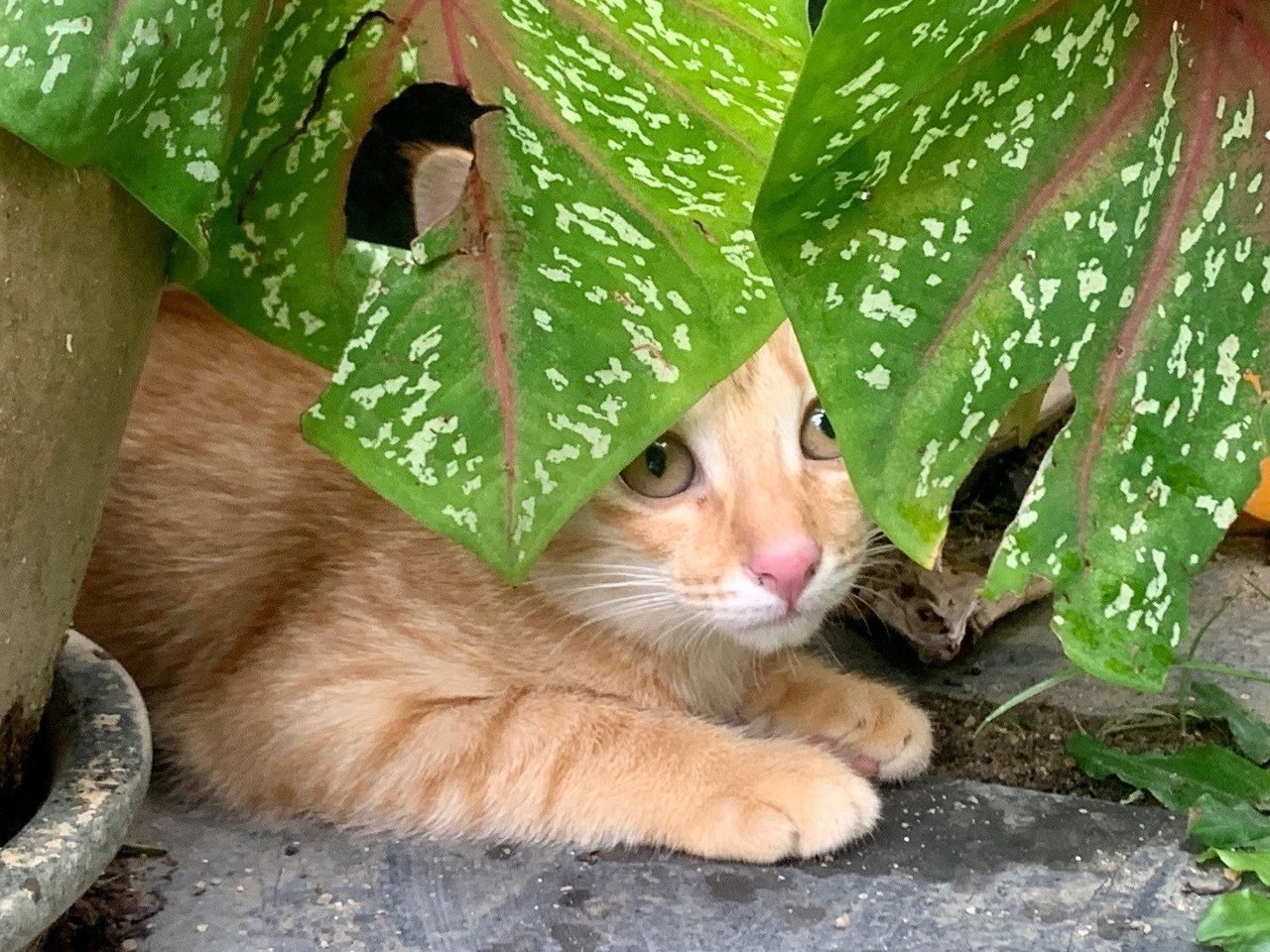 Debit - Domestic Short Hair Cat