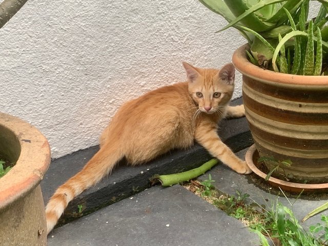 Debit - Domestic Short Hair Cat