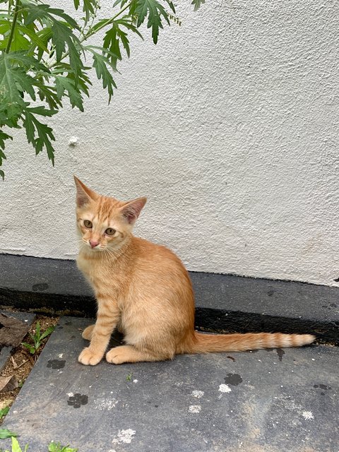 Debit - Domestic Short Hair Cat