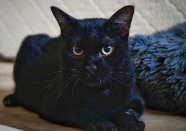 Raven - Bombay Cat