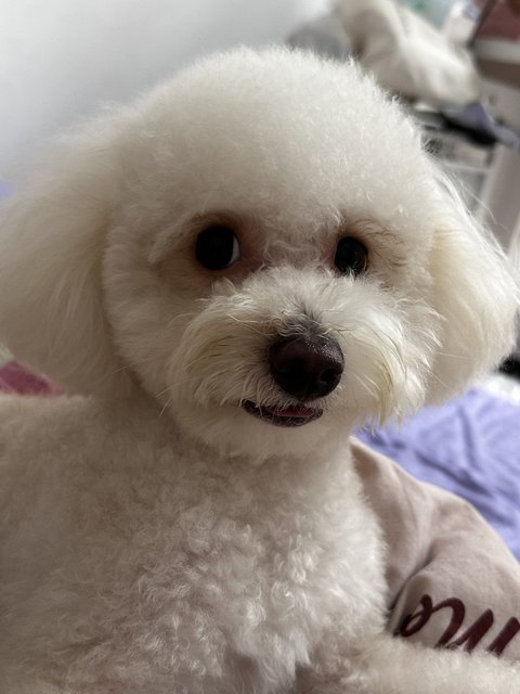 Nomi - Poodle Dog