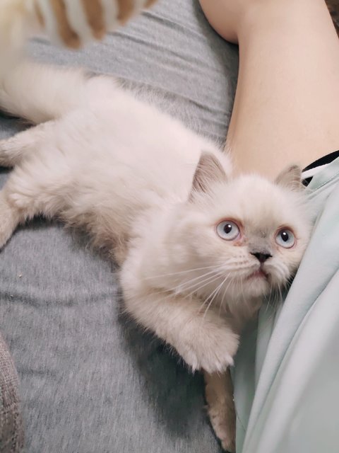 Mochi - Himalayan Cat