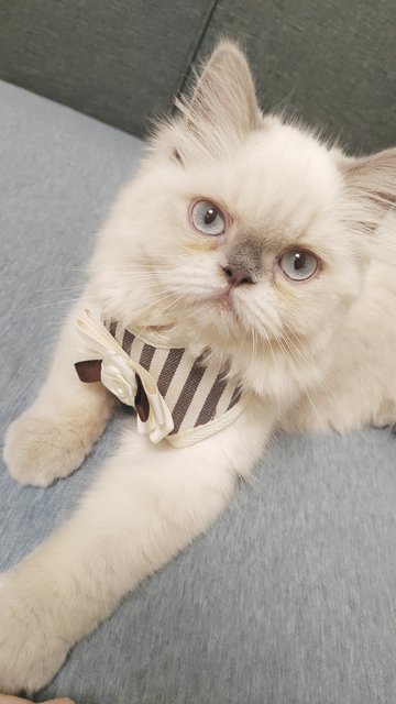 Mochi - Himalayan Cat